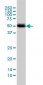 CANT1 Antibody (monoclonal) (M01)