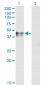 CANT1 Antibody (monoclonal) (M01)