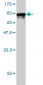 CAP1 Antibody (monoclonal) (M01)