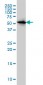 CAP1 Antibody (monoclonal) (M01)