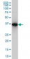 CAPG Antibody (monoclonal) (M02)