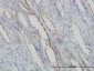 CAPNS1 Antibody (monoclonal) (M01)