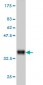 CAPNS1 Antibody (monoclonal) (M01)