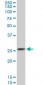 CAPNS1 Antibody (monoclonal) (M01)