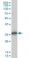 CAPNS1 Antibody (monoclonal) (M01)