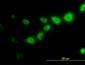 CAPNS1 Antibody (monoclonal) (M01)
