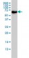 CARF Antibody (monoclonal) (M02)