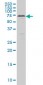 CARF Antibody (monoclonal) (M04)