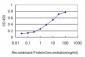 CASP1 Antibody (monoclonal) (M01)