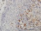 CASP1 Antibody (monoclonal) (M01)
