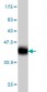 CASP1 Antibody (monoclonal) (M01)