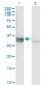 CASP1 Antibody (monoclonal) (M01)