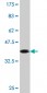 CASP10 Antibody (monoclonal) (M02)