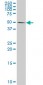 CASP10 Antibody (monoclonal) (M02)