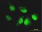 CASP14 Antibody (monoclonal) (M01)