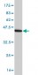 CASP14 Antibody (monoclonal) (M01)