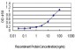 CASP9 Antibody (monoclonal) (M01)