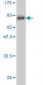 CASP9 Antibody (monoclonal) (M01)