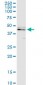 CASP9 Antibody (monoclonal) (M01)