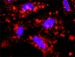 CASP9 Antibody (monoclonal) (M01)