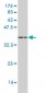 CAV3 Antibody (monoclonal) (M03)