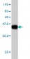 CBLL1 Antibody (monoclonal) (M01)