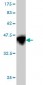 CBS Antibody (monoclonal) (M01)