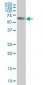 CBS Antibody (monoclonal) (M01)