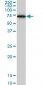 CBS Antibody (monoclonal) (M01)