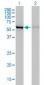 CBS Antibody (monoclonal) (M01)