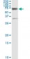 CBS Antibody (monoclonal) (M01)