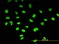 CBX3 Antibody (monoclonal) (M01)