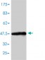 CBX3 Antibody (monoclonal) (M01)