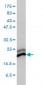 CBX3 Antibody (monoclonal) (M01)