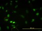 CBX5 Antibody (monoclonal) (M01)