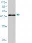 CBX5 Antibody (monoclonal) (M01)