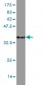 CCL3 Antibody (monoclonal) (M01)