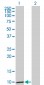 CCL3 Antibody (monoclonal) (M01)