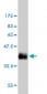 CCND2 Antibody (monoclonal) (M01)