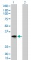 CCND2 Antibody (monoclonal) (M01)