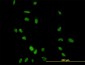 CCNH Antibody (monoclonal) (M01)