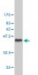 CCNH Antibody (monoclonal) (M01)