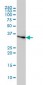 CCNH Antibody (monoclonal) (M01)