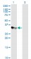 CCNH Antibody (monoclonal) (M01)