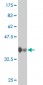 CCRN4L Antibody (monoclonal) (M01)