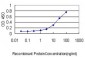 CCT5 Antibody (monoclonal) (M01)