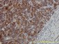 CCT5 Antibody (monoclonal) (M01)