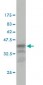 CCT7 Antibody (monoclonal) (M01)