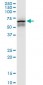 CCT7 Antibody (monoclonal) (M01)