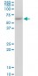 CCT7 Antibody (monoclonal) (M01)